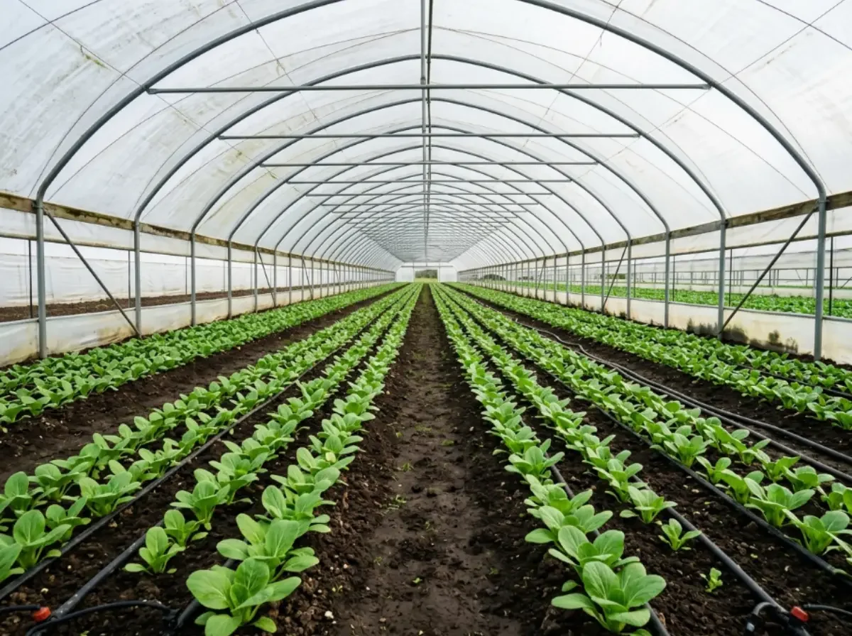 Junge Pak Choi Pflanzen wachsen in langen, ordentlichen Reihen in einem großen Gewächshaus mit Tropfbewässerung.